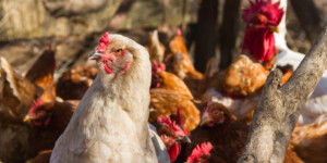 Первый в мире случай смерти от нового птичьего гриппа H5N5