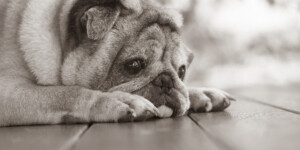 Собакам научились продлевать жизнь: одобрен новый препарат