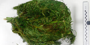 Конопля дикорастущая подвела под уголовную ответственность двух жителей Бобруйска