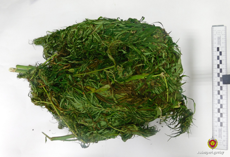 Конопля дикорастущая подвела под уголовную ответственность двух жителей Бобруйска