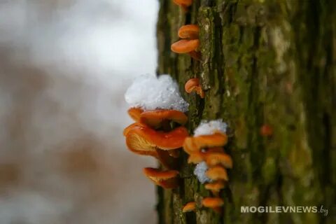 Погода на 1 декабря:  около 0°С  и оранжевый уровень опасности в связи с туманом в Могилевской области