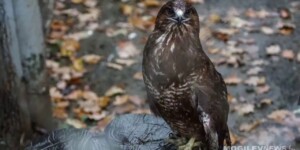 Дожди и до +10°С в дневные часы ожидаются в Могилевской области в начале следующей недели