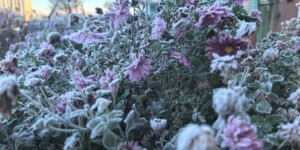 Мокрый снег, переходящий в дождь, и не выше +8°С ожидается в Могилевской области 17 ноября