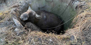 Лось провалился в колодец под Могилевом. Рассказываем, как спасали гиганта
