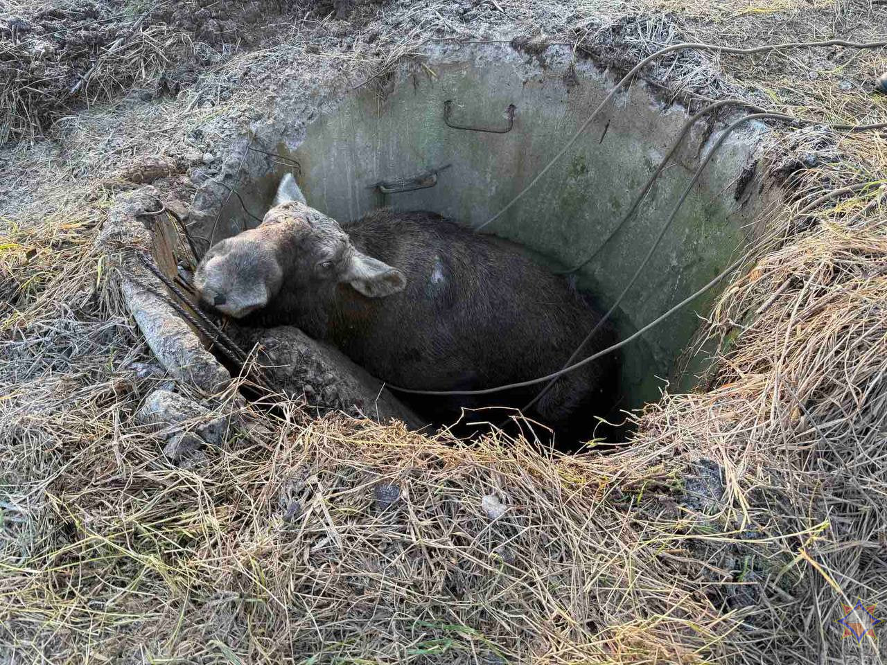 Лось провалился в колодец под Могилевом. Рассказываем, как спасали гиганта