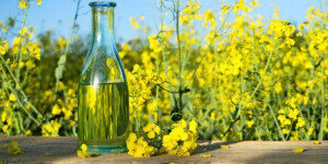 Рапсовое масло: Секрет здоровья сердца и не только. Почему оно обошло оливковое?