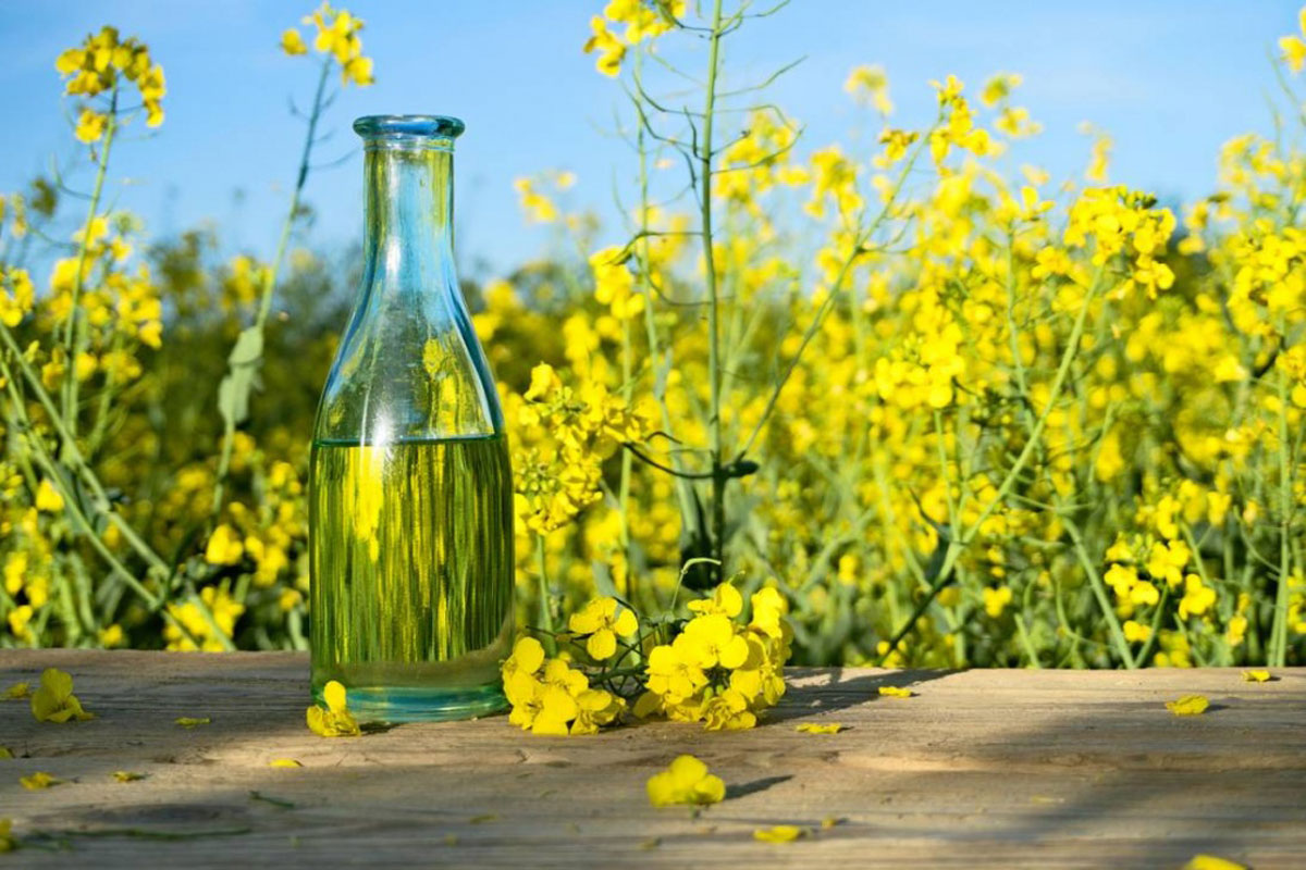 Рапсовое масло: Секрет здоровья сердца и не только. Почему оно обошло оливковое?