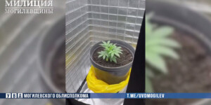 В Могилеве задержали мужчину, который устроил «мини-плантацию» конопли у себя в квартире