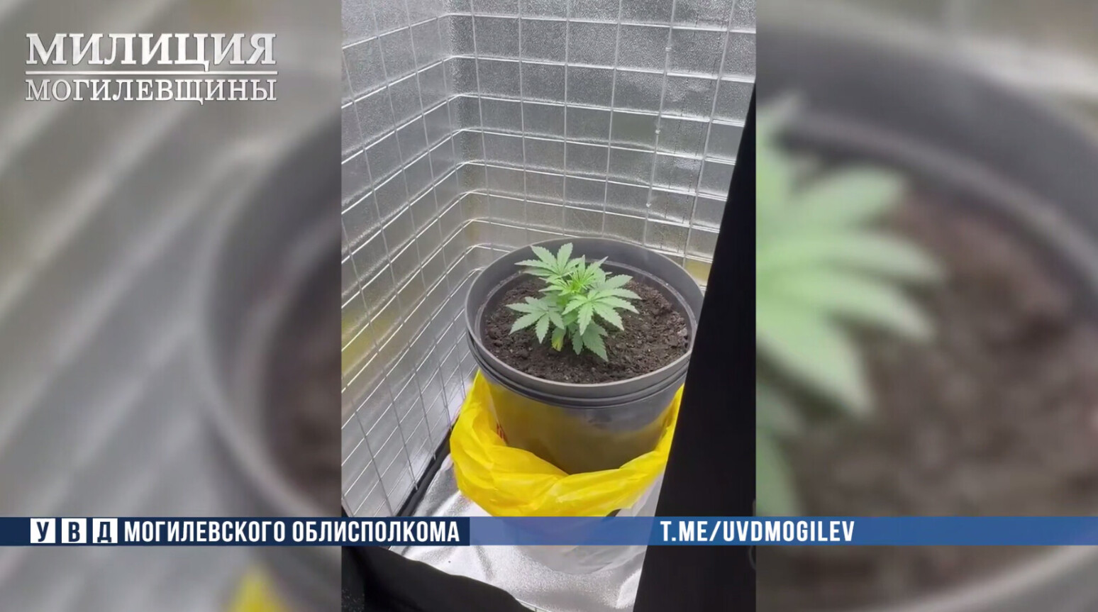 В Могилеве задержали мужчину, который устроил «мини-плантацию» конопли у себя в квартире