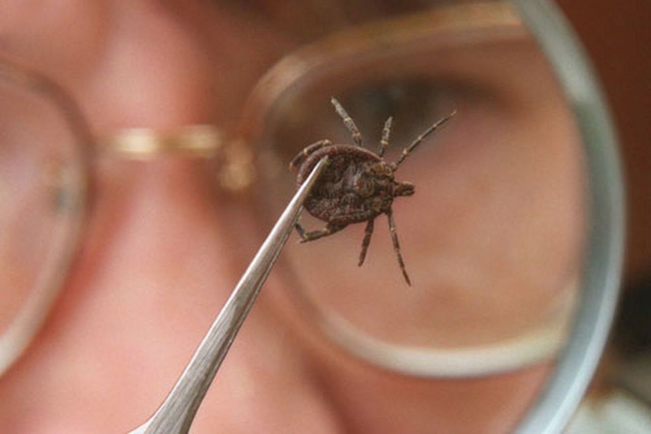 Порядка 4 тысяч человек обратились за медпомощью в Могилевской области по поводу укуса клещами за 10 месяцев