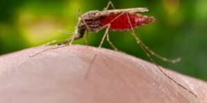 4 завозных случая малярии зарегистрировано в Могилевской области с начала года