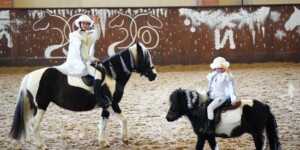 Сказка в конном манеже: как в Могилеве встречают Новый год лошадиными танцами и трюками