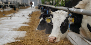 В СЗАО «Горы» Горецкого района после реконструкции открыли МТК. Фото