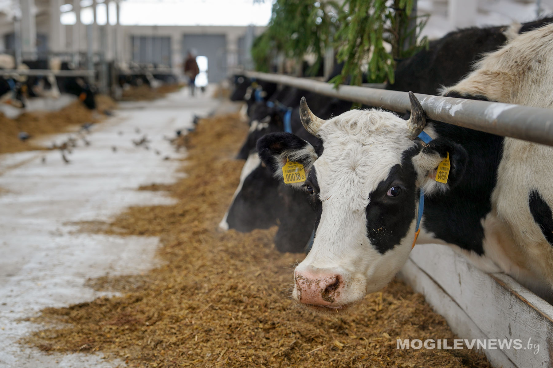 В СЗАО «Горы» Горецкого района после реконструкции открыли МТК. Фото
