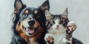 Пушистые герои снова в кадре: свежие фото участников конкурса