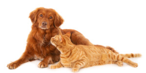 «Наши любимые питомцы»: выбираем победителя вместе!