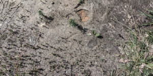 Автовора, судимого уже 16 раз, задержали в Могилеве