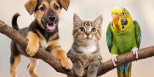 Ваши питомцы в центре внимания: новая подборка конкурсных фото