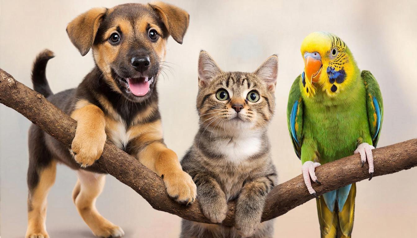 Ваши питомцы в центре внимания: новая подборка конкурсных фото