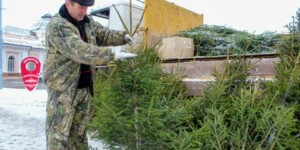 Вырастили ель на своем участке и хотите продать? Нужно ли платить налог?