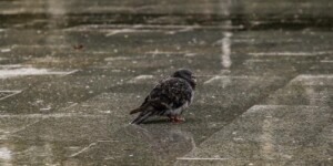 Погода: 14 декабря Могилевскую область ожидают мороз и снегопады