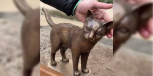 Посмотрите, какая кото-красота появилась в Могилеве