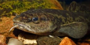 За нарушение — штраф: в Беларуси до конца февраля действует полный запрет на вылов налима