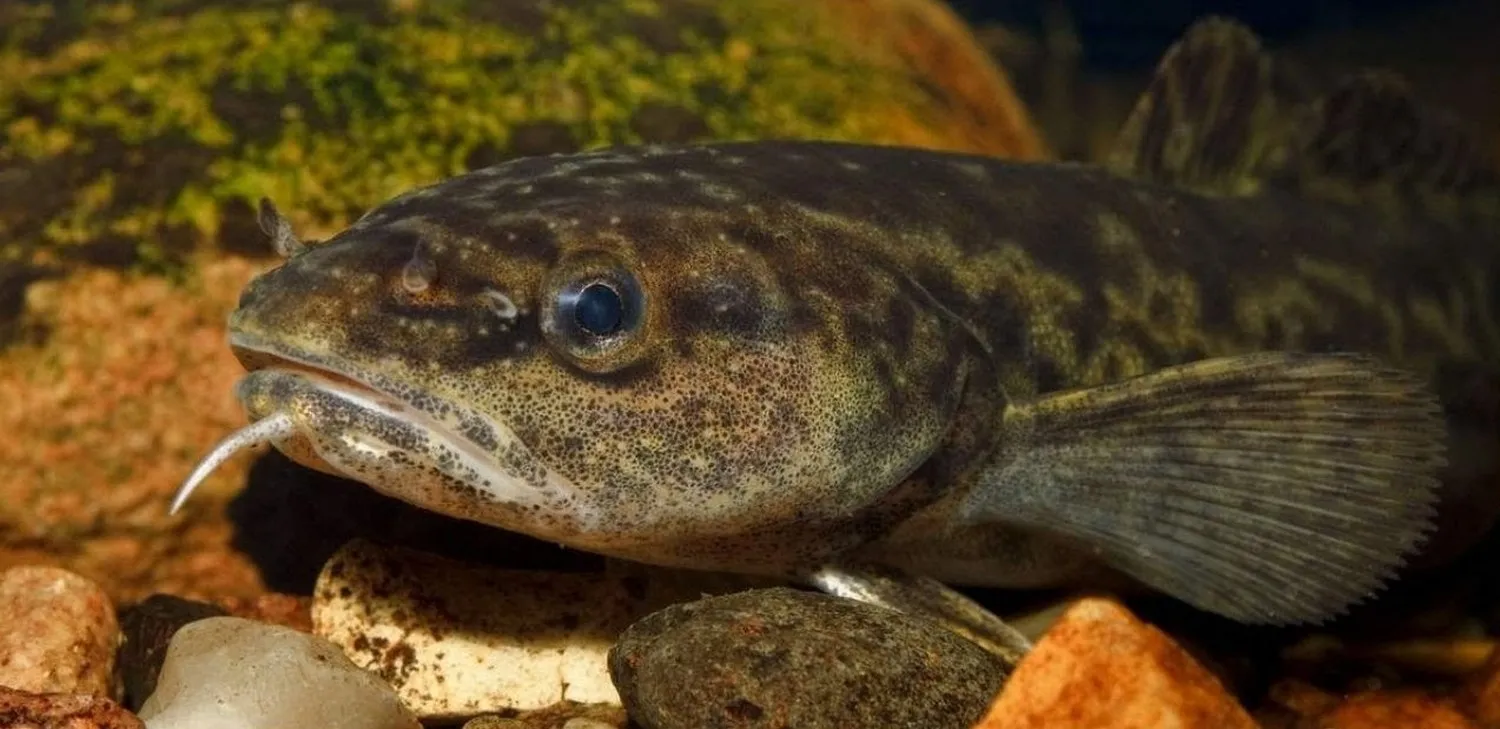 За нарушение — штраф: в Беларуси до конца февраля действует полный запрет на вылов налима