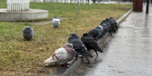 Погода 2 декабря в Могилевской области: облачно, местами дождь и слабый туман