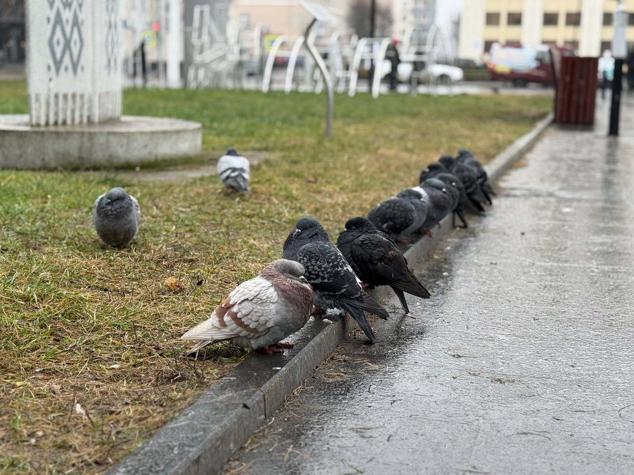 Погода 2 декабря в Могилевской области: облачно, местами дождь и слабый туман