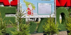 Елочные базары в Могилевской области откроются 20 декабря. Рассказываем, где купить легальную лесную красавицу