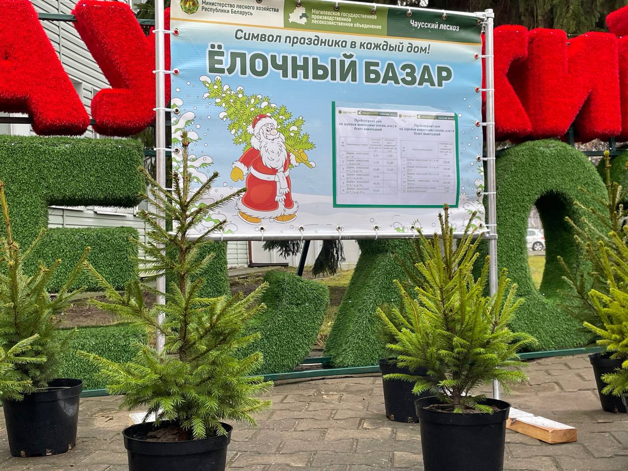 Елочные базары в Могилевской области откроются 20 декабря. Рассказываем, где купить легальную лесную красавицу