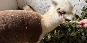 В могилевском зоосаде пополнение. Кенгуру, альпака и не только… Фото