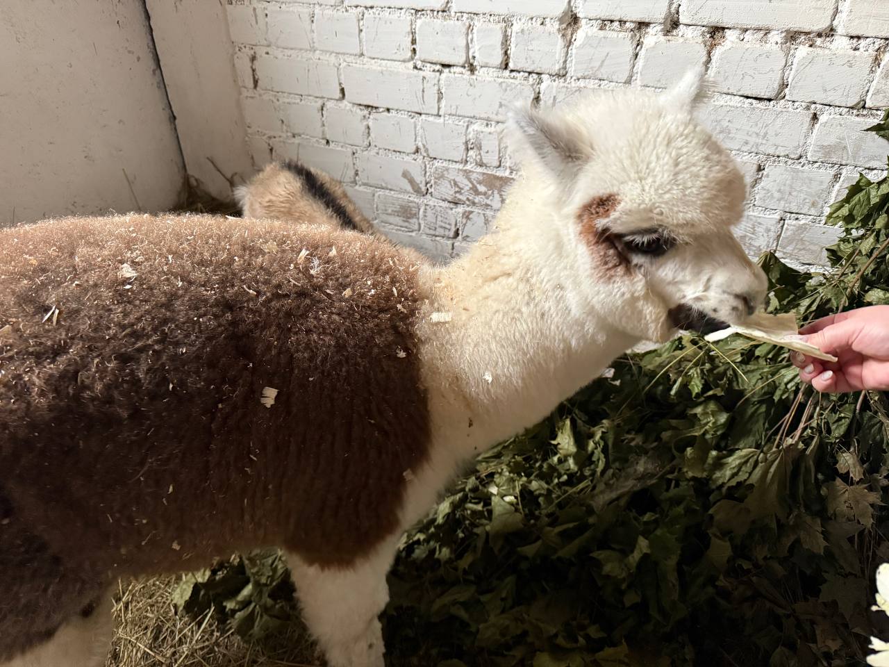 В могилевском зоосаде пополнение. Кенгуру, альпака и не только… Фото