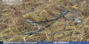 Пошел за грибами — нашел кабель: чем закончилась «тихая охота» в Могилевском районе