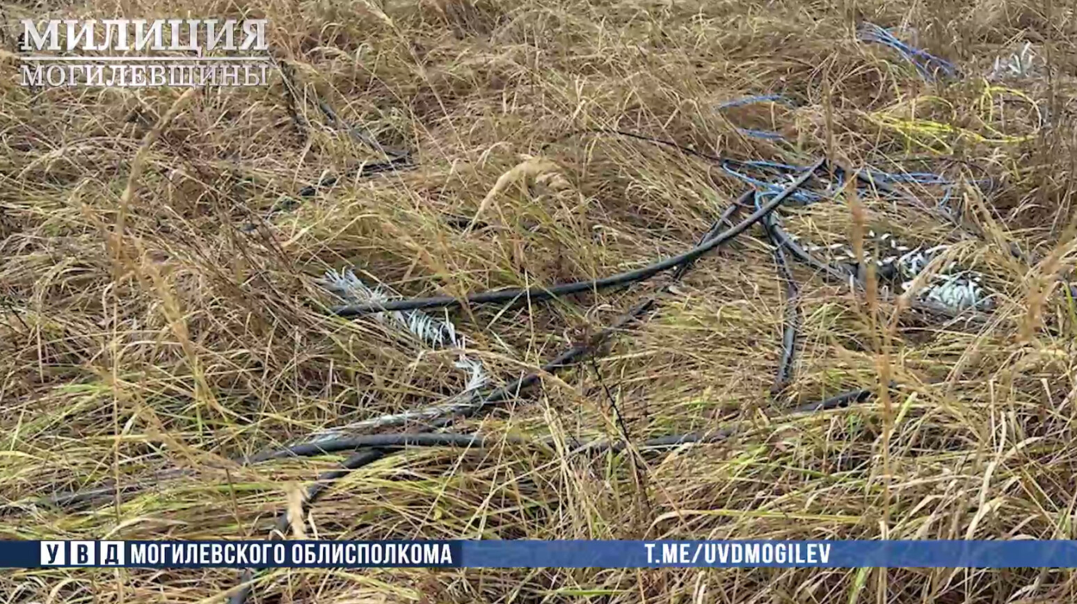 Пошел за грибами — нашел кабель: чем закончилась «тихая охота» в Могилевском районе