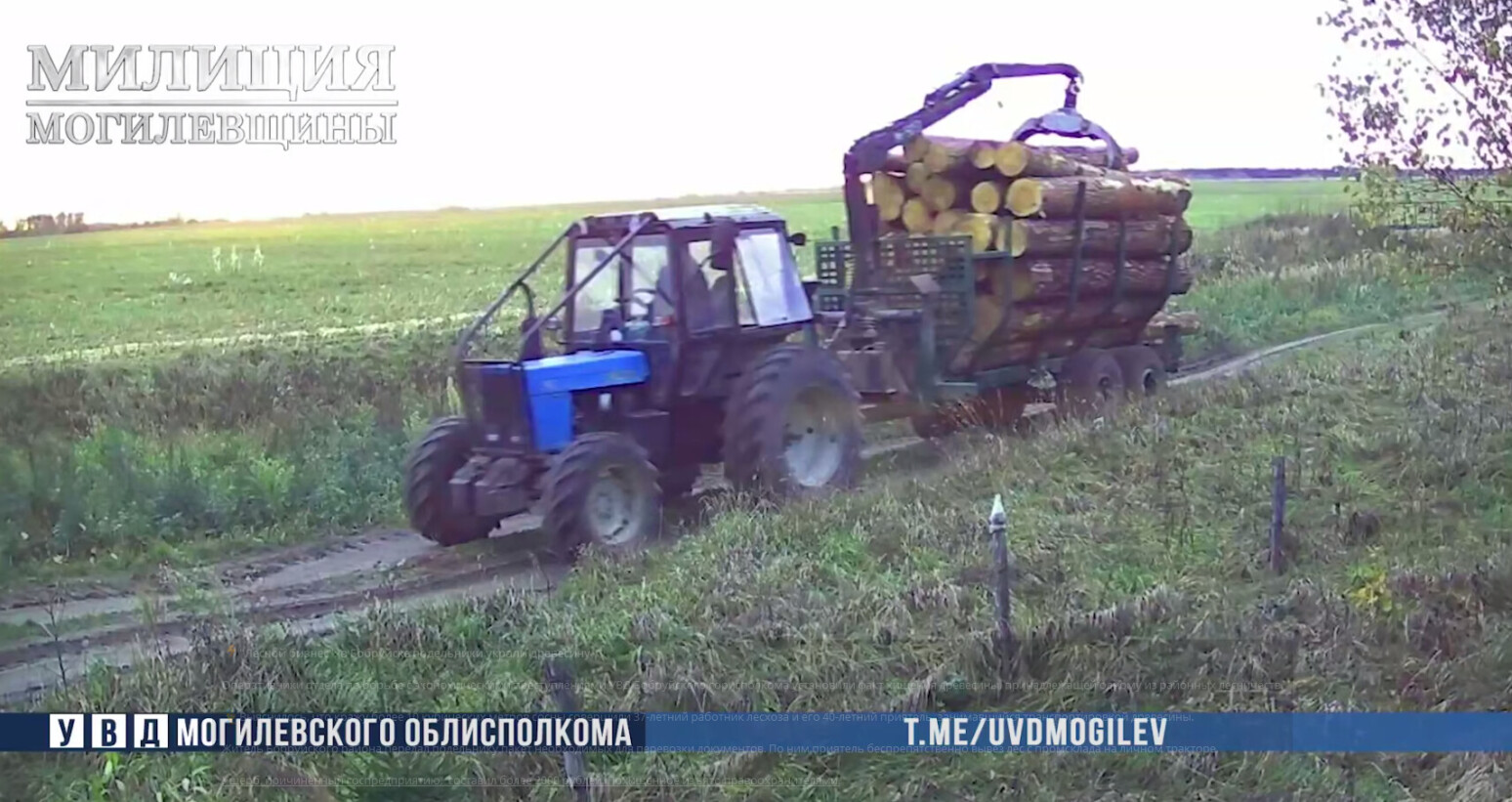 Преступную схему воровства леса вскрыли в Бобруйском районе