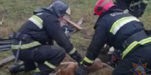 Лай из-под земли: в Бобруйске спасали упавшего в люк пса