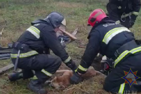 Лай из-под земли: в Бобруйске спасали упавшего в люк пса
