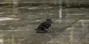 Погода на 6 декабря: слабый туман, преимущественно без осадков ожидается в Могилевской области