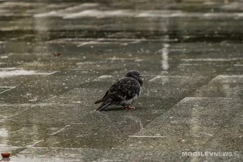 Погода на 6 декабря: слабый туман, преимущественно без осадков ожидается в Могилевской области