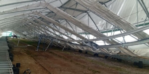 Снег и ветер обрушили теплицу в лесном питомнике под Бобруйском