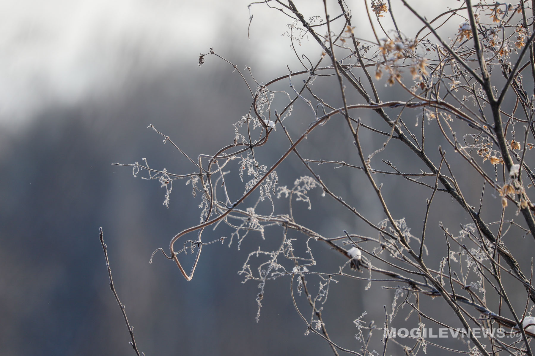 Утро в заснеженном лесу. Фото