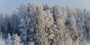 Погода на 15 января: сильный мороз и преимущественно без осадков в Могилевской области