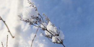 Погода на 17 января: серьезный «минус» ночью, днем местами -16°С и без осадков в Могилевской области