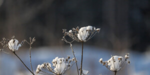 Погода на 18 января: морозы не ослабевают, но почти без осадков в Могилевской области