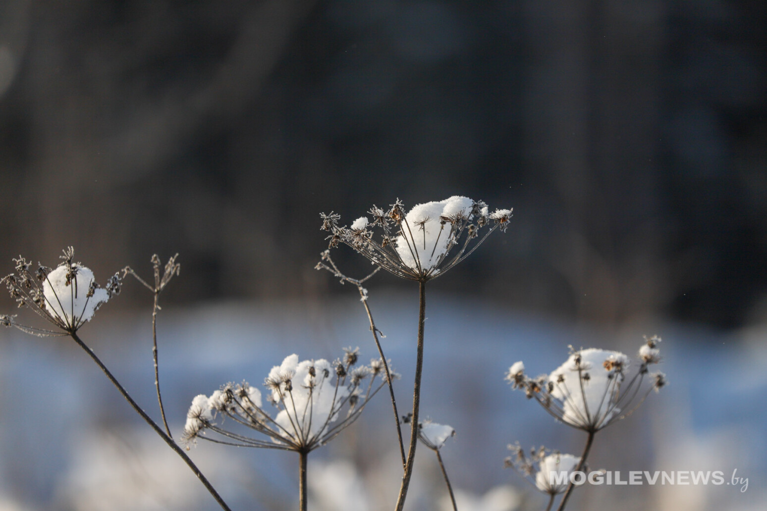 Погода на 18 января: морозы не ослабевают, но почти без осадков в Могилевской области