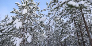 Погода на выходные: «минус» усилится, чуть-чуть солнца и почти без осадков в Могилевской области