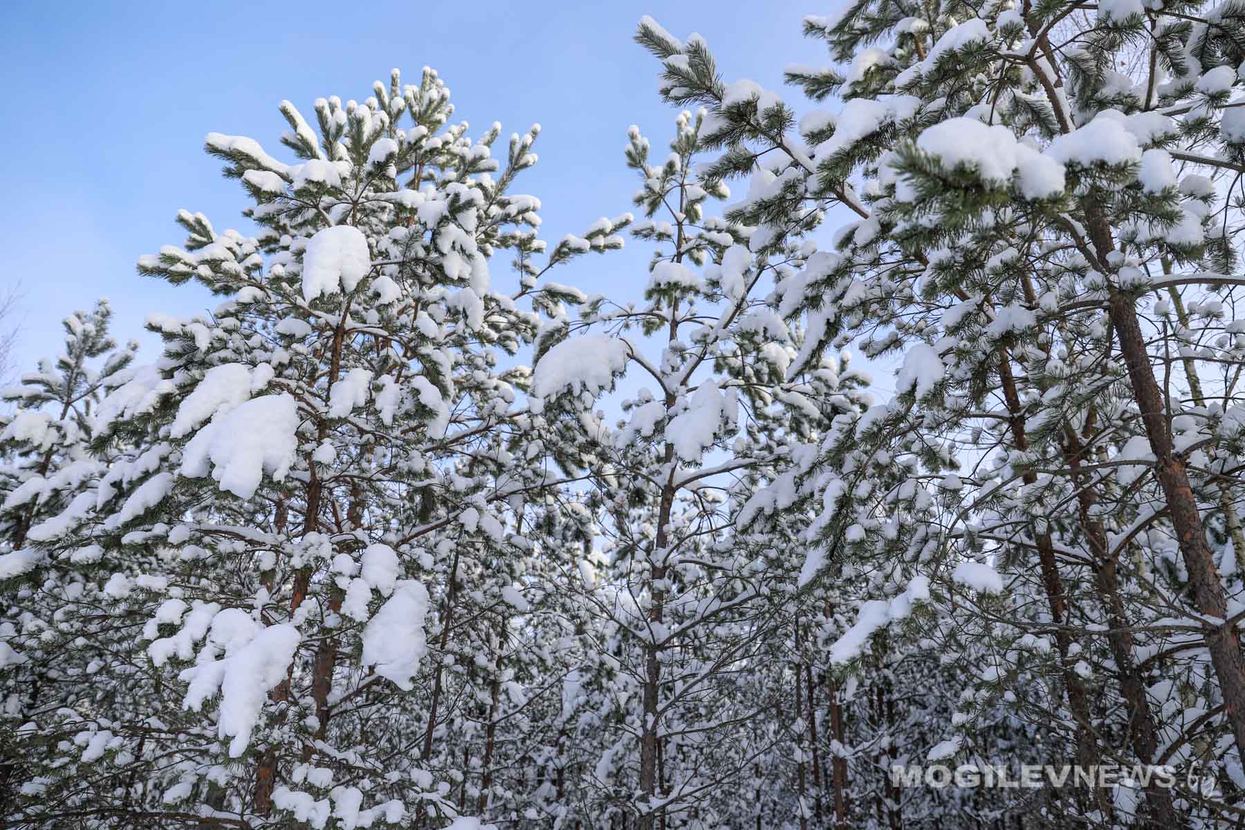 Погода на выходные: «минус» усилится, чуть-чуть солнца и почти без осадков  в Могилевской области