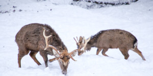 Погода на выходные: усиление морозов, но осадков значительно меньше в Могилевской области